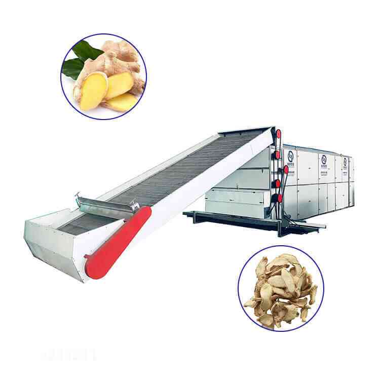 ginger continuous mesh belt dryer